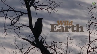 WildEarth -Sunset Safari - February 5, 2020