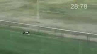 Basenji racing.