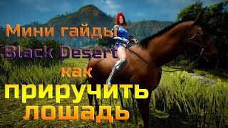 Black Desert - Как приручить лошадь