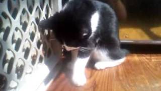 Cat video