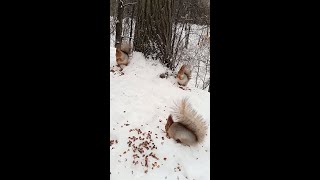 Три белки в одном кадре / Three squirrels in one frame