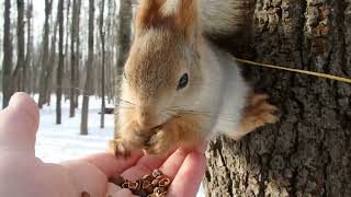 Кормлю Балерину и других белок / I feed the Ballerina and other squirrels