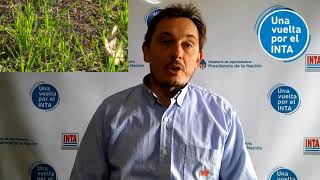 INTA Marcos Juárez - Trigo - Amarillamiento