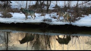 Волки у реки. Декабрь. Wolf near river. December.