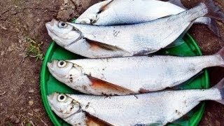 Ловля чехони на фидер с использованием искусственных наживок FISH POWER