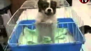 Çığlık atan köpek yavrusu