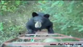 Bear climbs up Hunters ladder