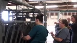 U Americi ti treba 100 000 dolara da bi postao veterinar