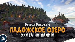 Палия на спиннинг. Русская Рыбалка 4