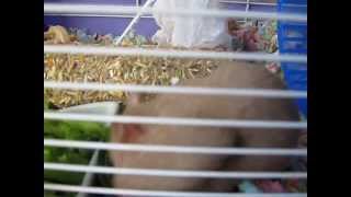 Сирийский хомячок Лаки Хамстер Кремона / Syrian hamster Lucky Hamster Cremona