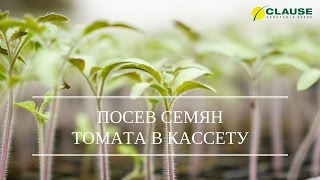 КАК ПОСЕЯТЬ СЕМЕНА ТОМАТА В КАССЕТУ | ПОСЕВ ТОМАТ АЙДАР F1