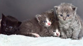 The Muppet Kittens - TinyKittens.com