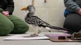 Hornbill Artists