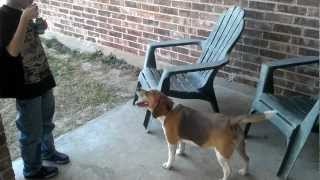 beagle loves bubbles