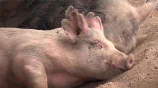 Eric Metaxas: William Wilberforce & Animals Part 3 of 4