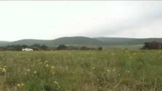 Springbok Capture