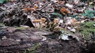 Armillaria Flammulina Опята (грибы кубани)