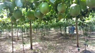 Plantio de maracujá no estaleiro