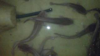 Как я начинал выращивать рыбу ! As I started to grow fish