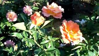 Rose Pumkin Patch