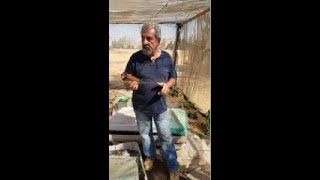 الجزء الاول : صوبة تزاوج ذبابة الجندي الاسود