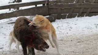 Испытание и дрессировка собак для охоты в HD