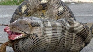 Man eating super snake.