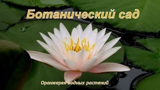 Ботанический сад. Оранжерея водных растений. Город над Невой