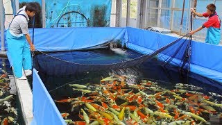 What is it like to buy koi in Japan?