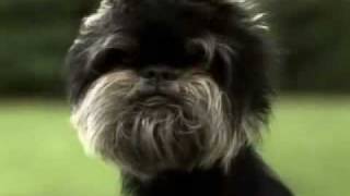 Affenpinscher part 2