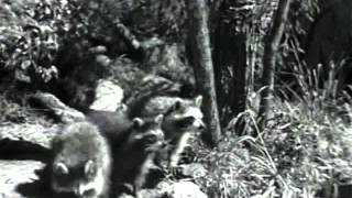 Белый Клык (1946)