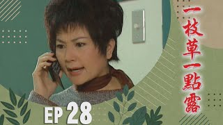 一枝草一點露 EP28