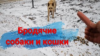 Бродячие собаки и кошки / деревенский парень гоняется за собаками!