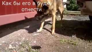 как мы поймали крота