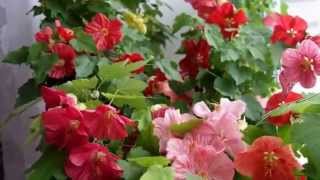 Abutilon   maple room   Абутилон   комнатный клен