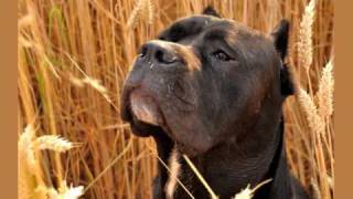 Cane Corso: ROMANTIK