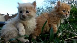 O Sole Mio КОТЯТА  Солнышко, Тёма и Бела. Funny Cats Sunny Kitten