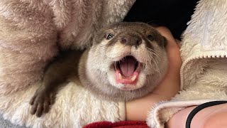 カワウソさくら ジャーキーに対しての愛が止まらない集！ A collection of the nonstop love of Sakura the otter for jerky!