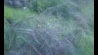 Λαγός εκπαίδευση σκύλου hare dog training