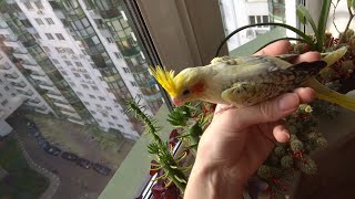 #harizma_ptichka
Маленькие птенцы кореллы в гнезде