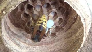Одинокий шершень строит себе гнездо/Lonely hornet builds a nest...