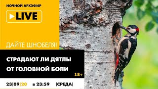 Ночной АРХЭфир "Страдают ли дятлы от головной боли" в рубрике "Дайте Шнобеля!" [18+]