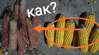 Как очистить кукурузу от початков!