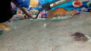 CALIN FISH FRESH WOTER GOLD FISH AQURIUM