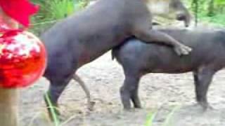 Tapier needs Viagra !!!