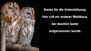 Waldkauz ruft: 2 Aufnahmen: leise, weit entfernt | deutlich laut