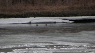 Filming Birds: The Hard Part Was Finding Them