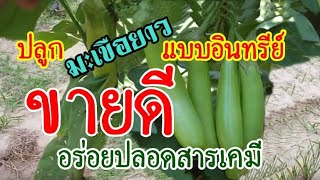 #ปลูกมะเขือยาวแบบอินทรีย์# โตไว ขายดี กำไรงาม