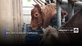 Ini Dia! 5 Jenis Sapi Kurban Termahal