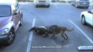 Super Dog Puma #9